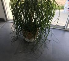Notre Beaucarnea qui a bien grandi en appartement, va falloir lui trouver une place de choix pour le mettre en valeur ;)