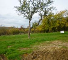 Terrain de notre future maison avec mirabellier