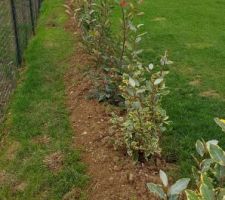 Haie - Feijoa, Photinia et Eleagnus