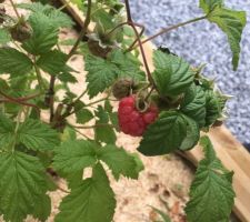 Création potager