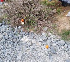 Quelques pelures d'orange et une bouteille d'eau parmi tant d'autres
