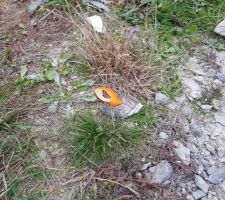 Pelure d'orange, pot de yaourt