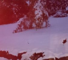 Le bouleau au petit matin