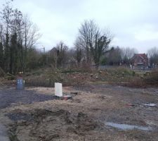 Le bosquet en cours d'abattage