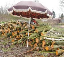 Le bosquet en cours d'abattage