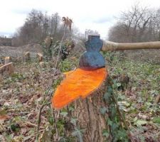 Le bosquet abattu !