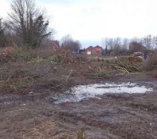 Le bosquet abattu !