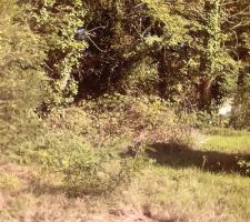 Coté forêt à débroussailler (encore !)