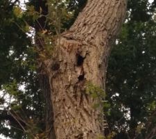 Mon pauvre chêne au fond de mon jardin :( à abattre d'après l'expert forestier :(