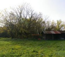 Face nord du terrain, a ce jour ces beaux &eacute;rables ne sont plus qu'un souvenir, je les ai coup&eacute; et tant pis pour ces braves termites qu avaient trouv&eacute;es refugent dans ces arbres creux...