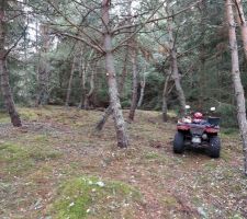 Nettoyage de la forêt - Après