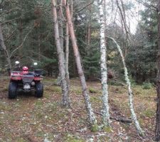 Nettoyage de la forêt - Après