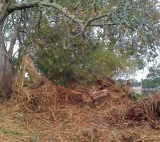 En tous cas cela va faire un superbe compost pour mon potager.