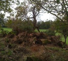 Champs de souches ...