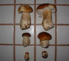 Dans les bois pas loin de la maison