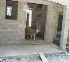 Oups, l'entrée de la maison est squattée!