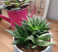 Aloe Vera