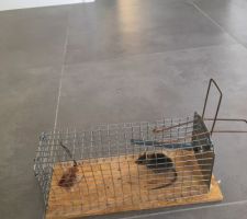 Voilà le résultat de toutes ces malfaçons, des souris partout! les pièges ne suffisant pas, il a fallu se résoudre à mettre du poison à certains endroits, maintenant il y en a qui pourrissent entre les cloisons avec des odeurs insupportables.