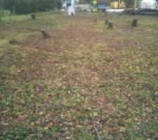 Terrain nettoy&eacute; et arbres abattus