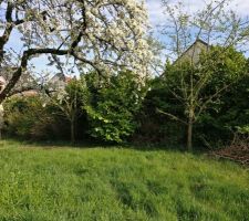 Le jardin, avec un beau cerisier, et pleins de fruitiers (pommes, poires, coings). Ca va faire de bonnes confitures et compotes !
Au total, nous avons 8,5 ares de terrain, la maison sera d'un côté, et on aura une bonne surface à aménager (balançoire, coin potager, et peut être un jour, piscine !)