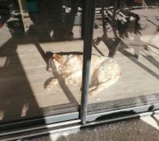 Petite sieste au chaud