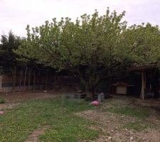 Premi&egrave;re photo du terrain. Malheureusement il va falloir couper ce beau cerisier, sinon la maison ne rentre pas.