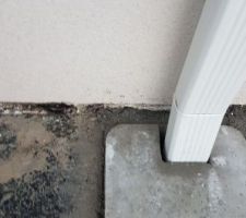 Suite au changement du regard quelques projections sur le crepis