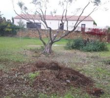 Taille des arbres pour pouvoir les d&eacute;placer.