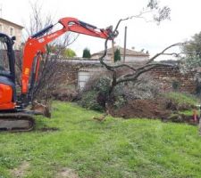 Déplacement de l'Olivier.
On espère qu"il va survivre!