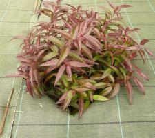 Leucothoe burning love