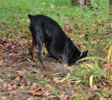 Le chien commence les fondations