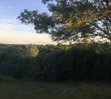 Vue de notre terrain sur la forêt