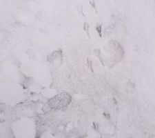 Traces