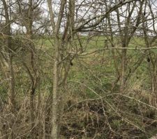 Les arbustres de notre terrain, noisetiers et ?