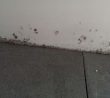 Moissis sur les murs du salon