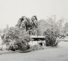 Neige du 1er février : l'olivier est devenu pleureur !