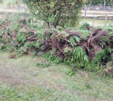 Déchets de taille dans tous les sens du terme !