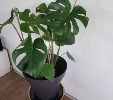 Monstera deliciosa