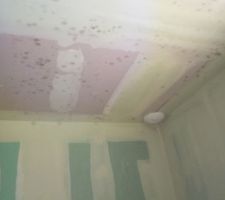 De la moisissure partout.