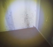 De la moisissure partout.