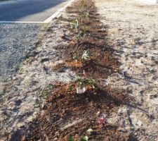 2ème côté de haie planté