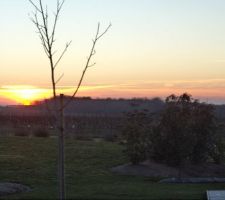 Super coucher de soleil fevrier 2019 au premier plan a gauche le parterre  bâché !