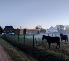 Les chevaux du champ sont surpris par la clôture