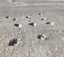 Un petit visiteur dans la dalle fraîche