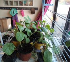 Les potirons se plaisent dansla v&eacute;randa , bient&ocirc;t ils rejoindront les jardini&egrave;res!