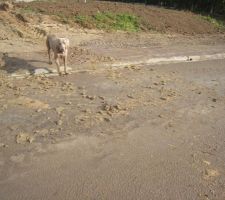 On a sali la route sous les yeux attentifs de notre chien.