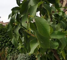 Début de la floraison du citronnier.