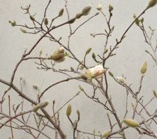 Début de la floraison du Magnolia Stellata.