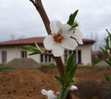 Fleurs de l'amandier