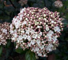 Fleurs du laurier thym